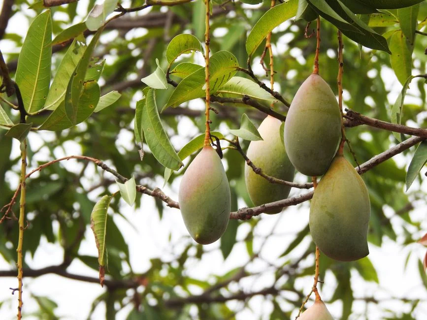 How to Protect Mangoes from Fruit Flies and Seed Weevils