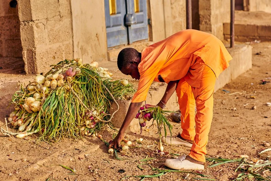 Growing and Storing Onions for Off-Season Profit: A Smallholder's Guide (El Niño 2026)