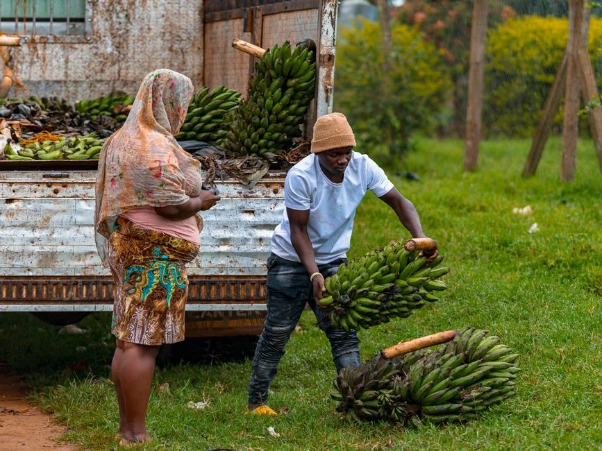 Uganda Short Rains and El Niño: Protect Your Matooke and Coffee