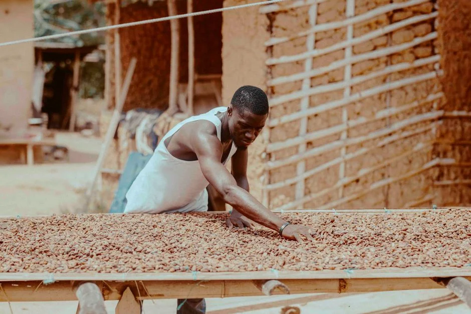 Ghana's Major and Minor Seasons Under El Nino 2026: A Planting Playbook