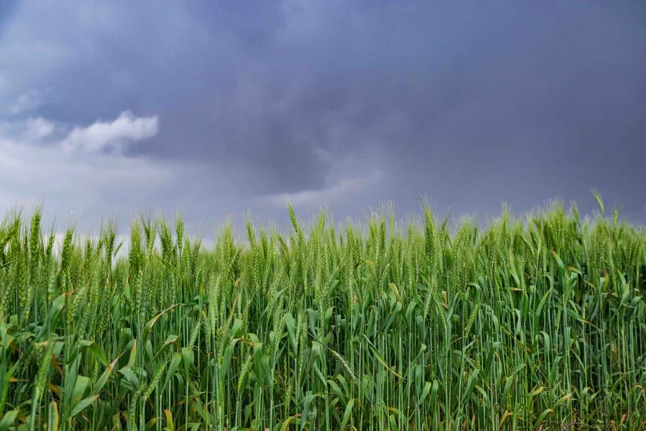 El Niño in East Africa 2026: Floods, Not Drought — and How to Prepare