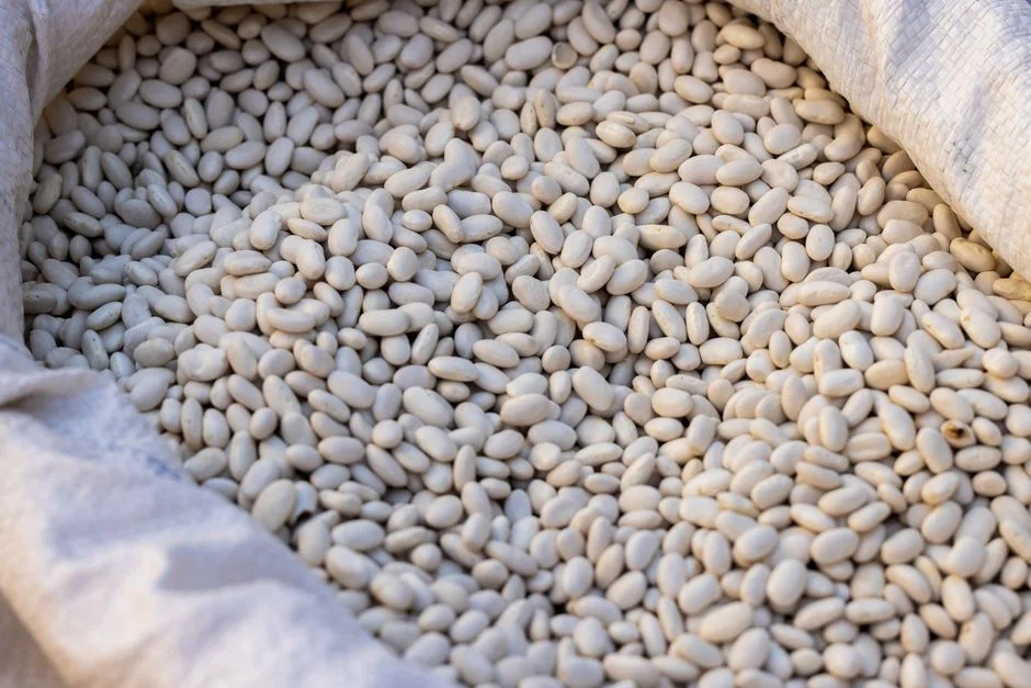 How to Protect Stored Beans from Bruchid Weevils
