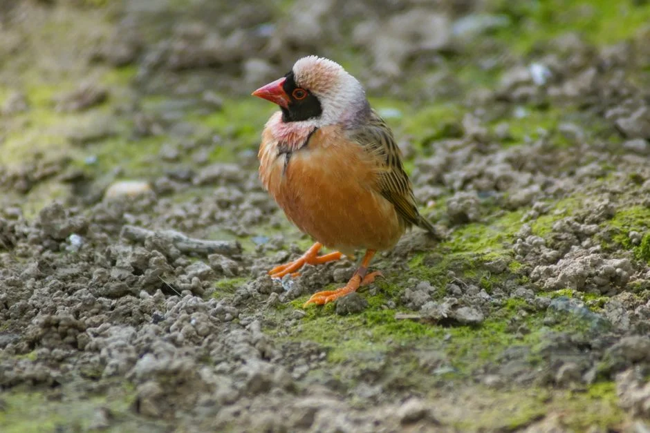 Quelea Birds: How to Protect Your Sorghum and Millet, Warn Your Neighbours, and Turn the Swarm Into Cash