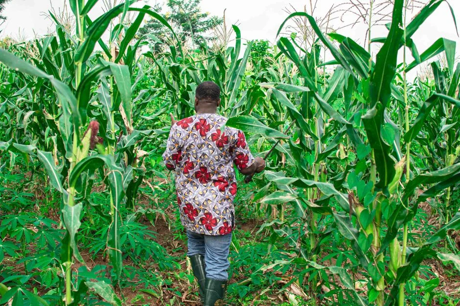 How to Read a Seasonal Rainfall Forecast Before You Plant (2026)