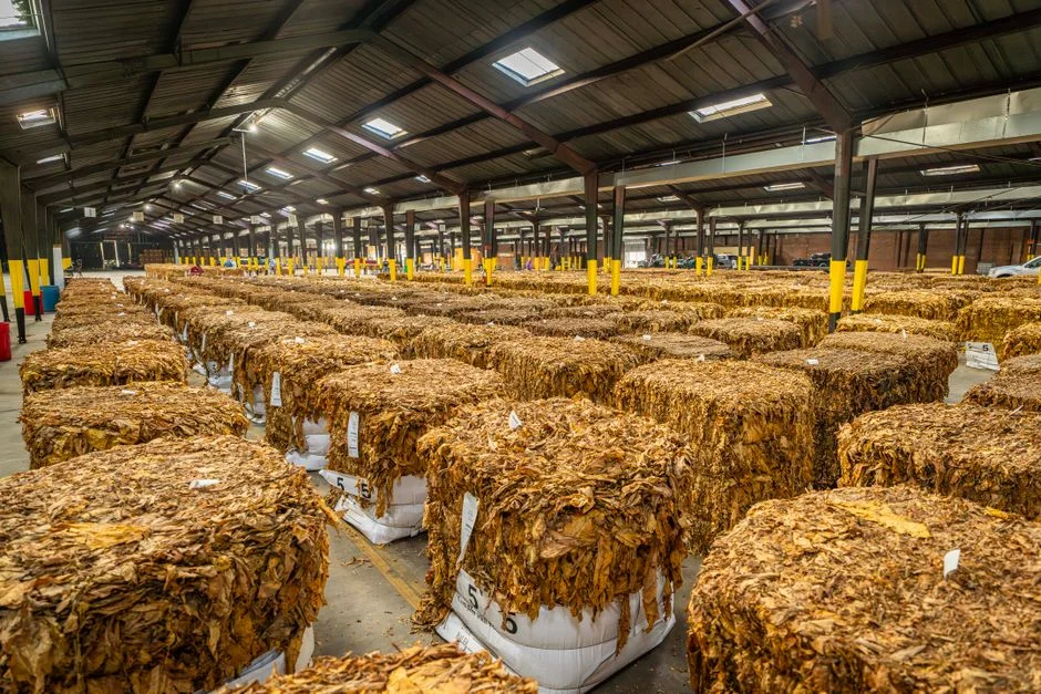 Tobacco Market Timing: When to Sell for Better Prices