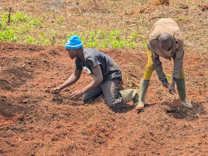 Build a Soil That Holds Water: Compost, Manure and Mulch
