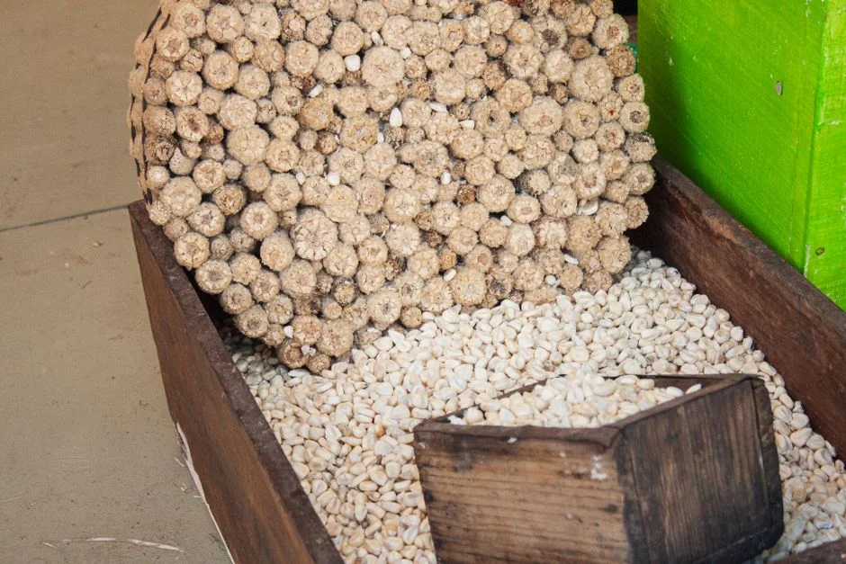 Save Your Own Seed and Build a Community Seed Bank for a Risky Season