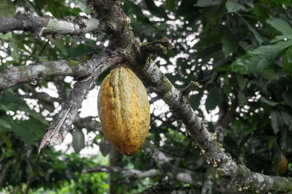 Cocoa Climate Resilience in an El Niño Year: Shade, Black Pod and Drying for West Africa