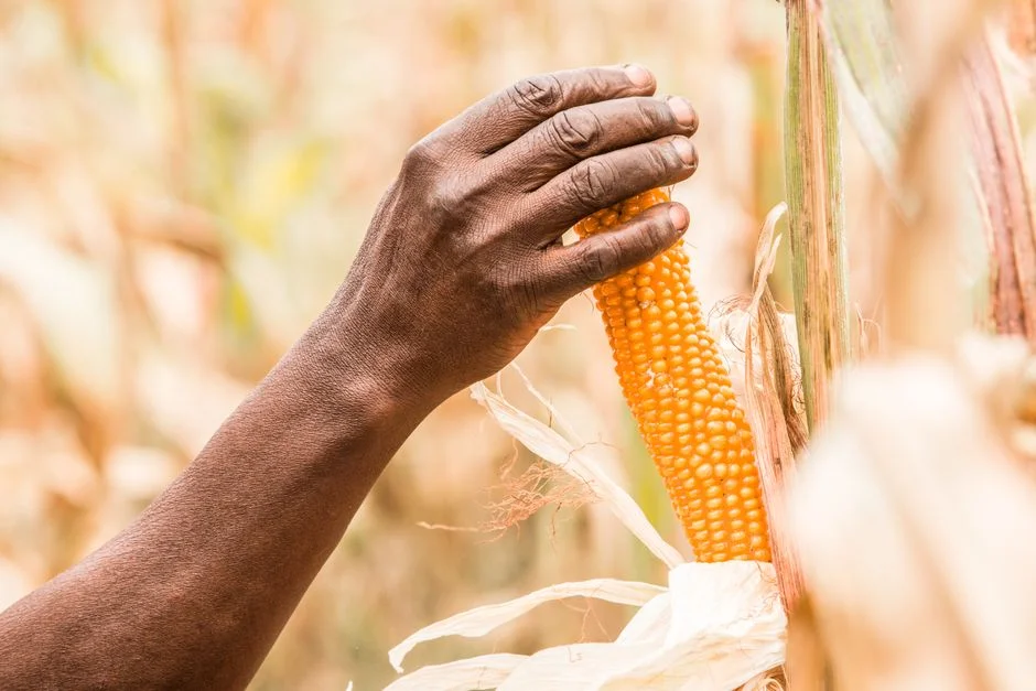 Growing Maize in a Dry Year: The Agronomy That Protects Your Yield When Rains Are Short