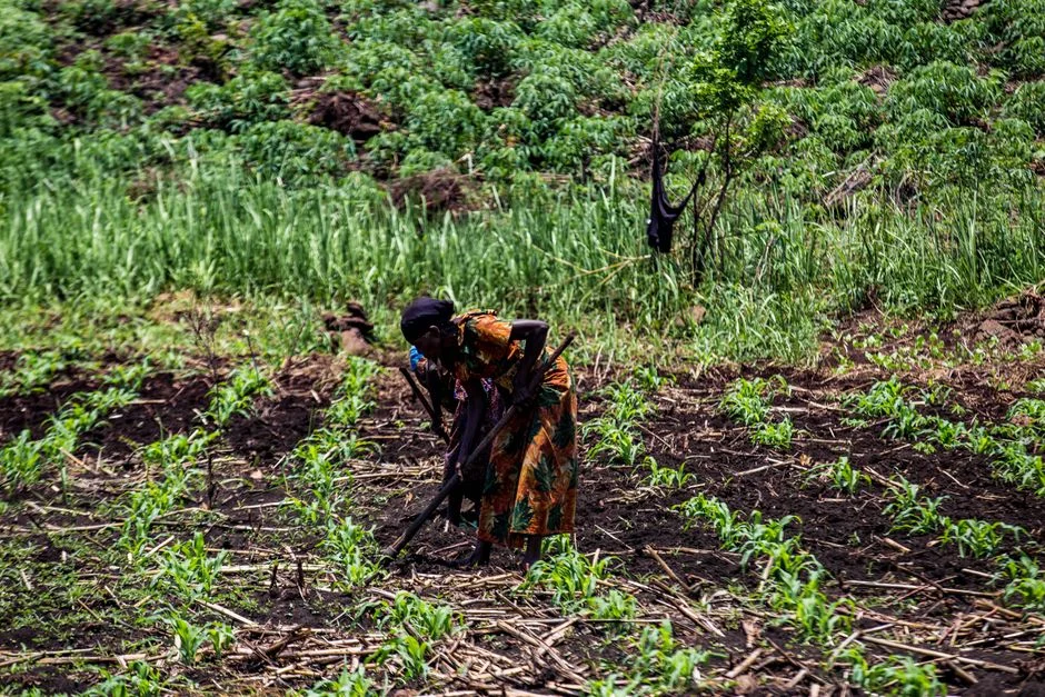 Fertiliser Microdosing in a Dry Year: The Bottle-Cap Dose That Lifts Yields 43–120%
