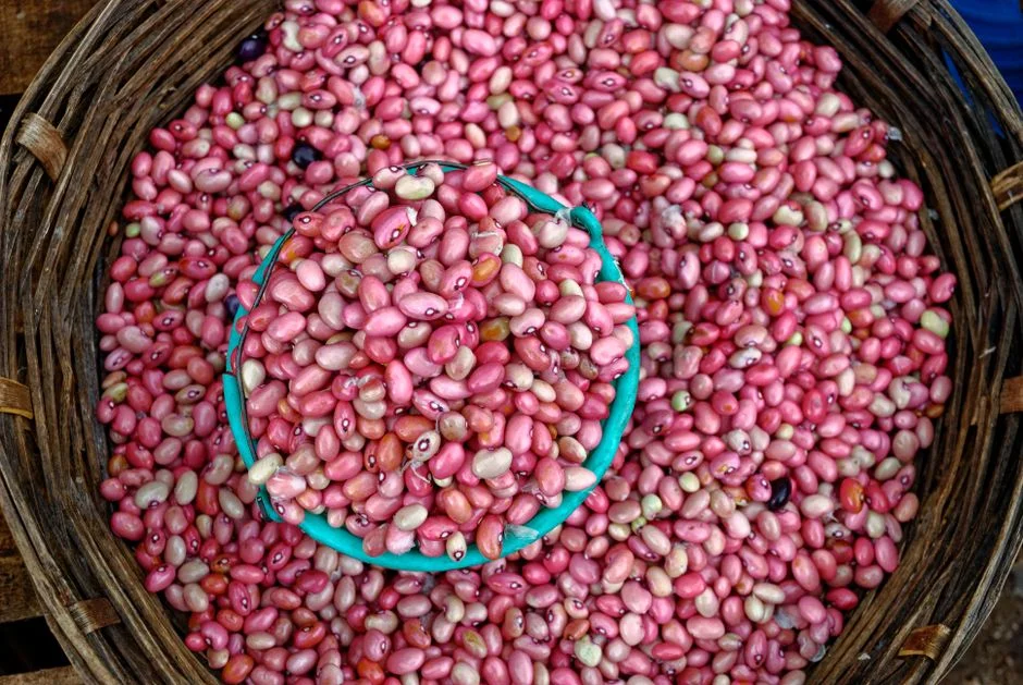 Common Beans in a Hot, Dry El Niño Year: Drought-Tolerant Varieties, Timing and Weevil-Safe Storage