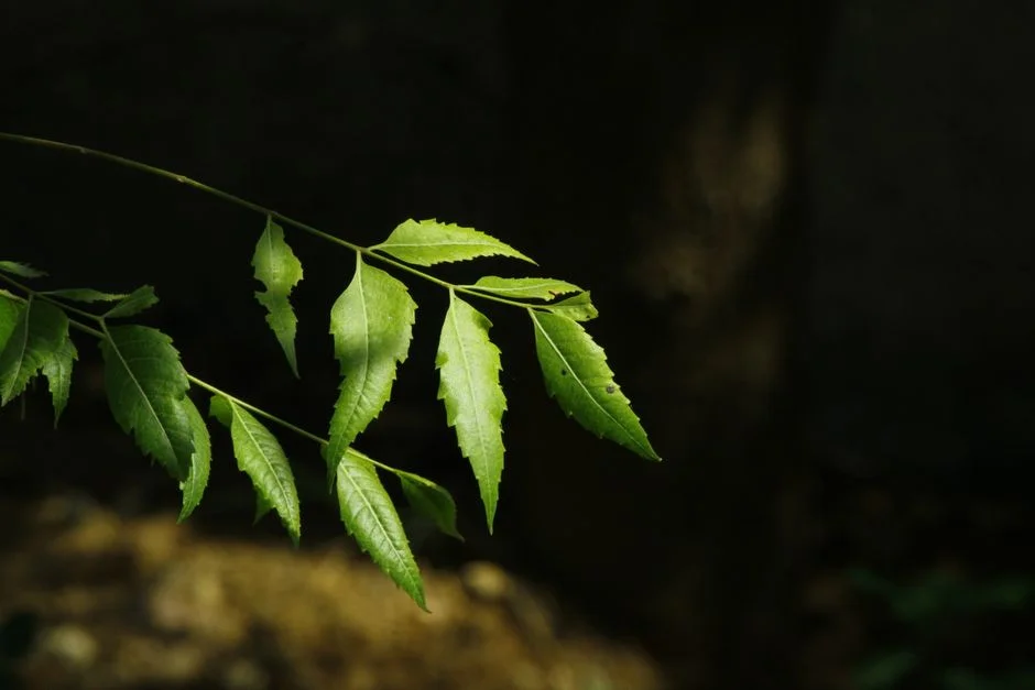 Homemade Botanical Pesticides for Storing Grain Safely