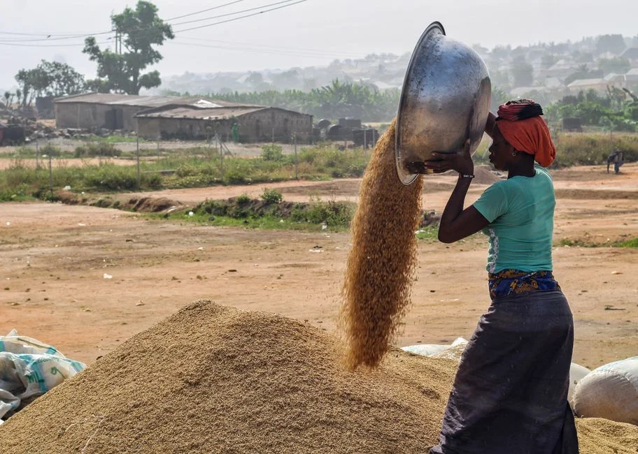 Sorghum Storage: How to Cut Post-Harvest Losses by Half