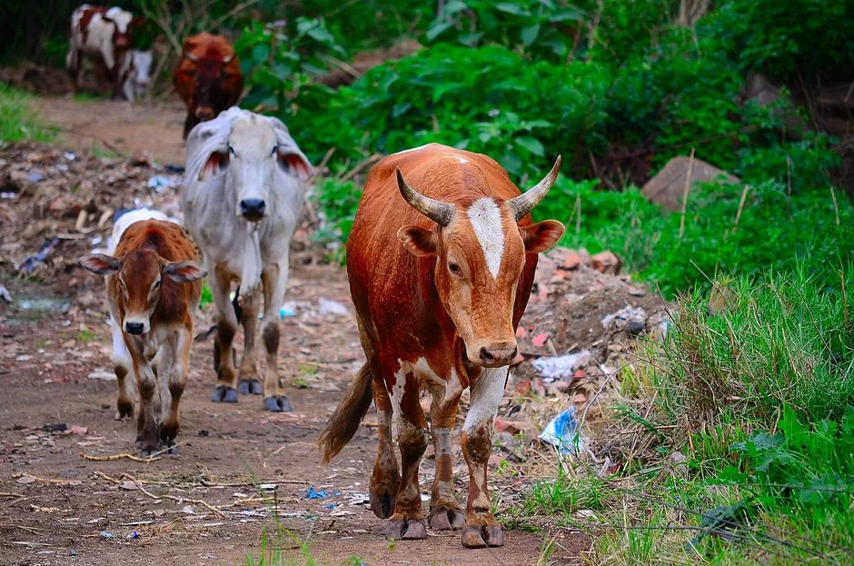 How to Grow and Store Fodder: Build a Dry-Season Feed Bank Before El Niño
