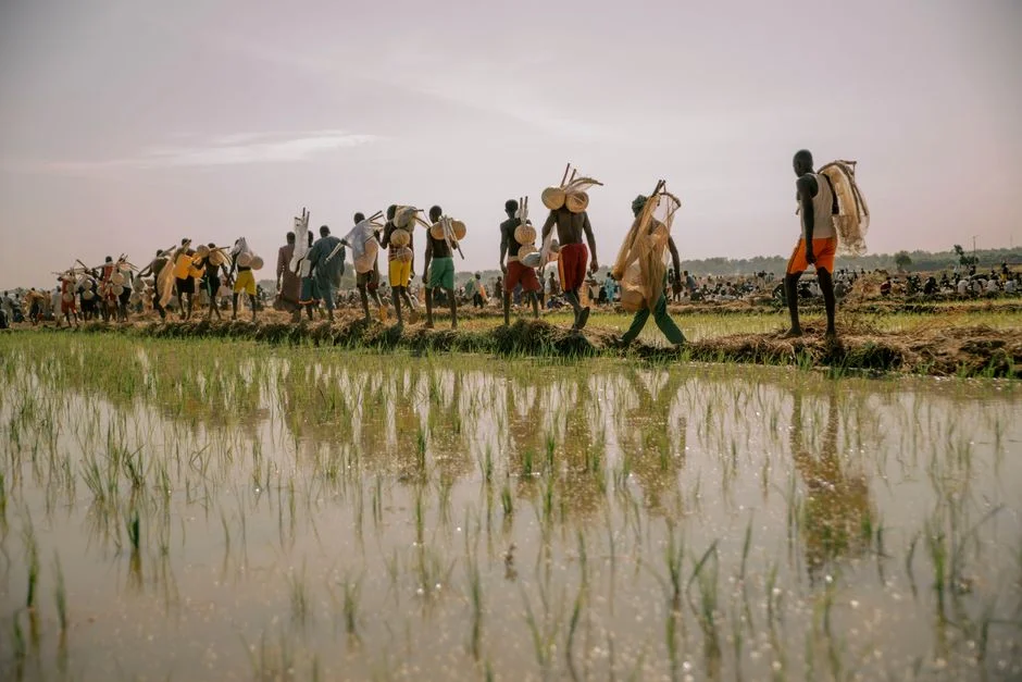 Growing Rice in a Wet El Niño Year: Choose Lowland or Upland and Make the Water Work