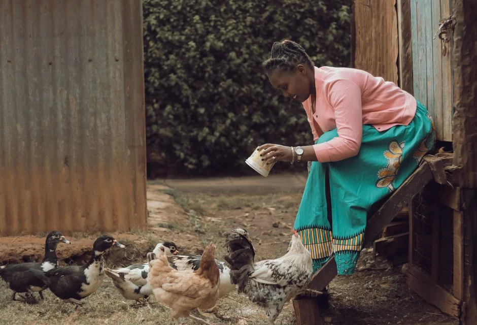 How to Keep Chickens and Goats Healthy and Productive in a Dry El Niño Season