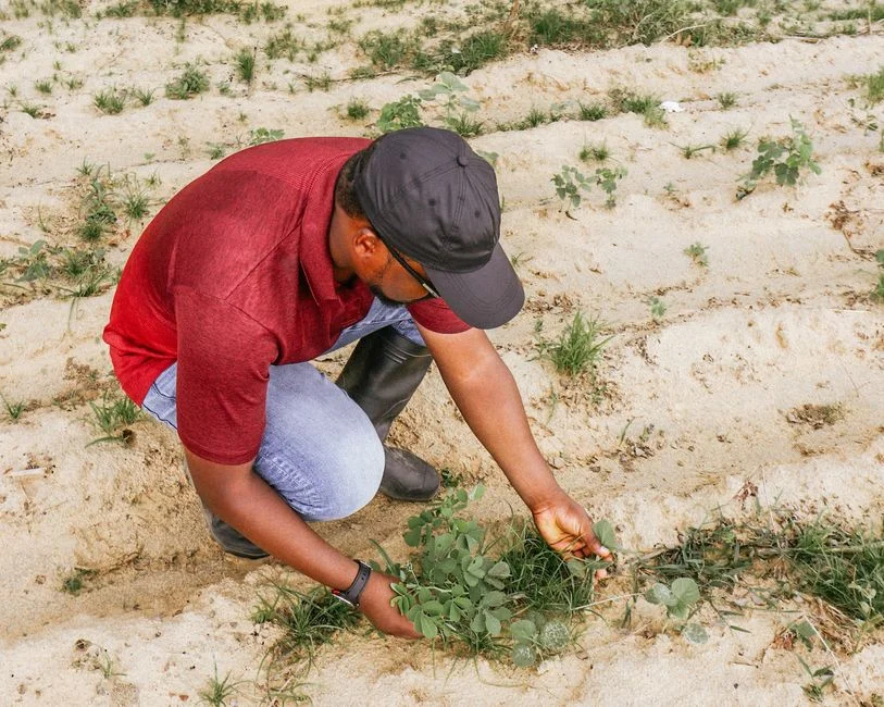 Senegal's Groundnut Basin: Protecting Your Crop Through a Variable El Nino Monsoon