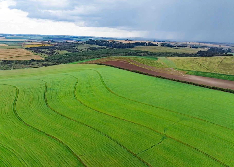 Growing Irish Potato in a Wet El Nino Year: Beat Late Blight and Store for Profit