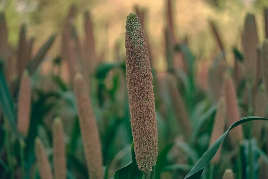 Sorghum and Millet in a Dry Year: The Small Grains That Beat Drought