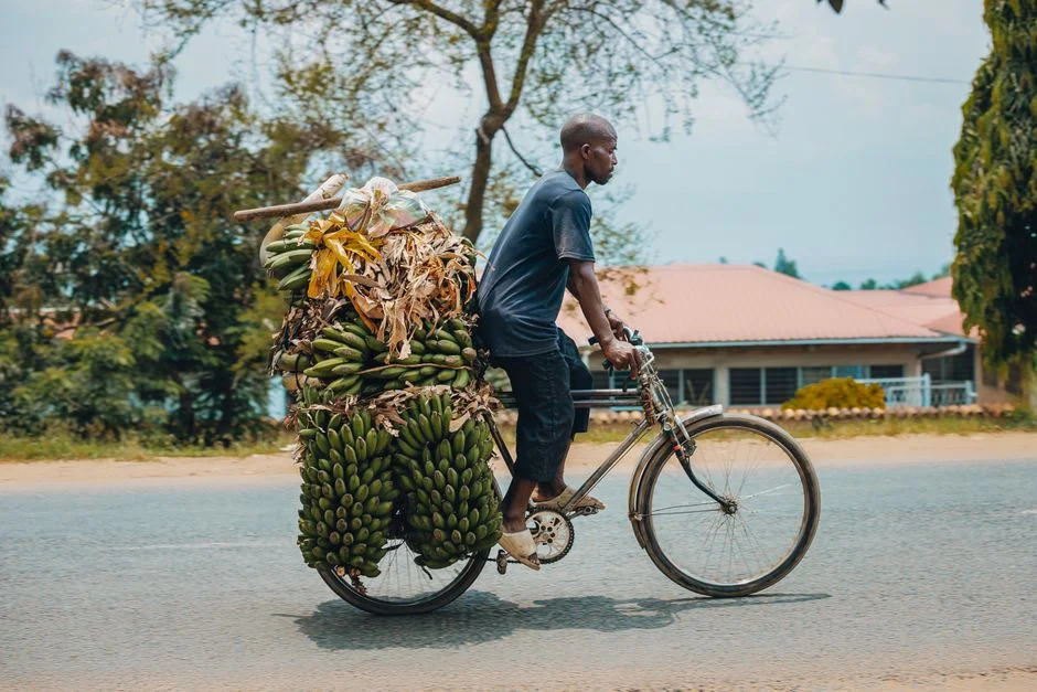 How to Protect Banana and Plantain Plants from Wind, Weevils and Wilt in an El Nino Season