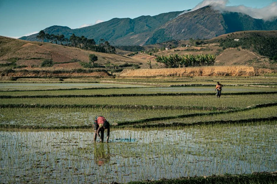 Madagascar El Niño Plan: Rice, Cassava and Prepping for a Dry South and Cyclone Season