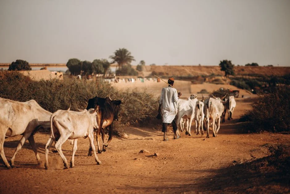Sahel Heat and Water Planning for Niger and Mali: Protect Millet, Cowpea and Livestock in a Hot El Niño Year