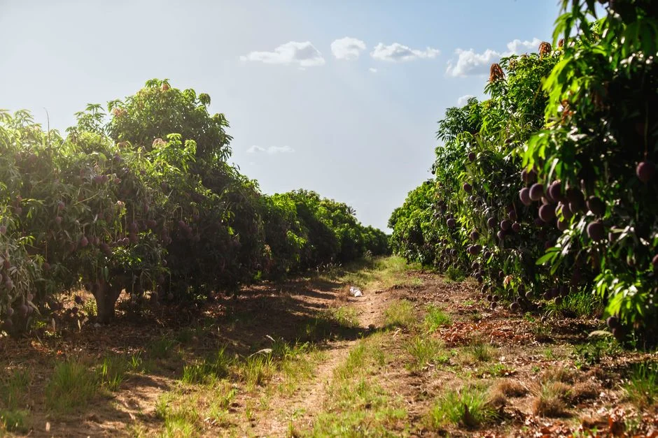 Climate Change and Mango Harvests: How Farmers Adapt