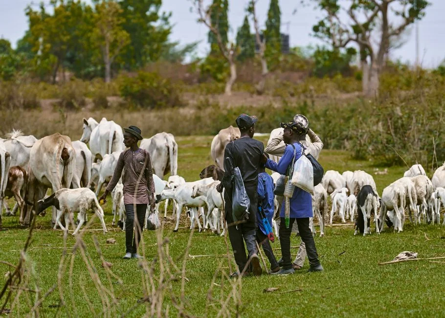 Keeping Livestock Alive Through a Dry El Nino Season: Water, Feed and Destocking