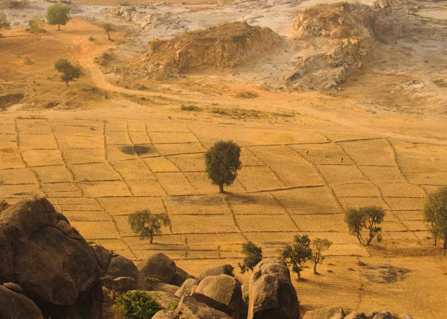 Farmer-Managed Natural Regeneration (FMNR): Grow Trees That Shield Your Crops and Rebuild Your Soil