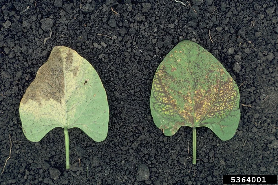 Bean common mosaic virus