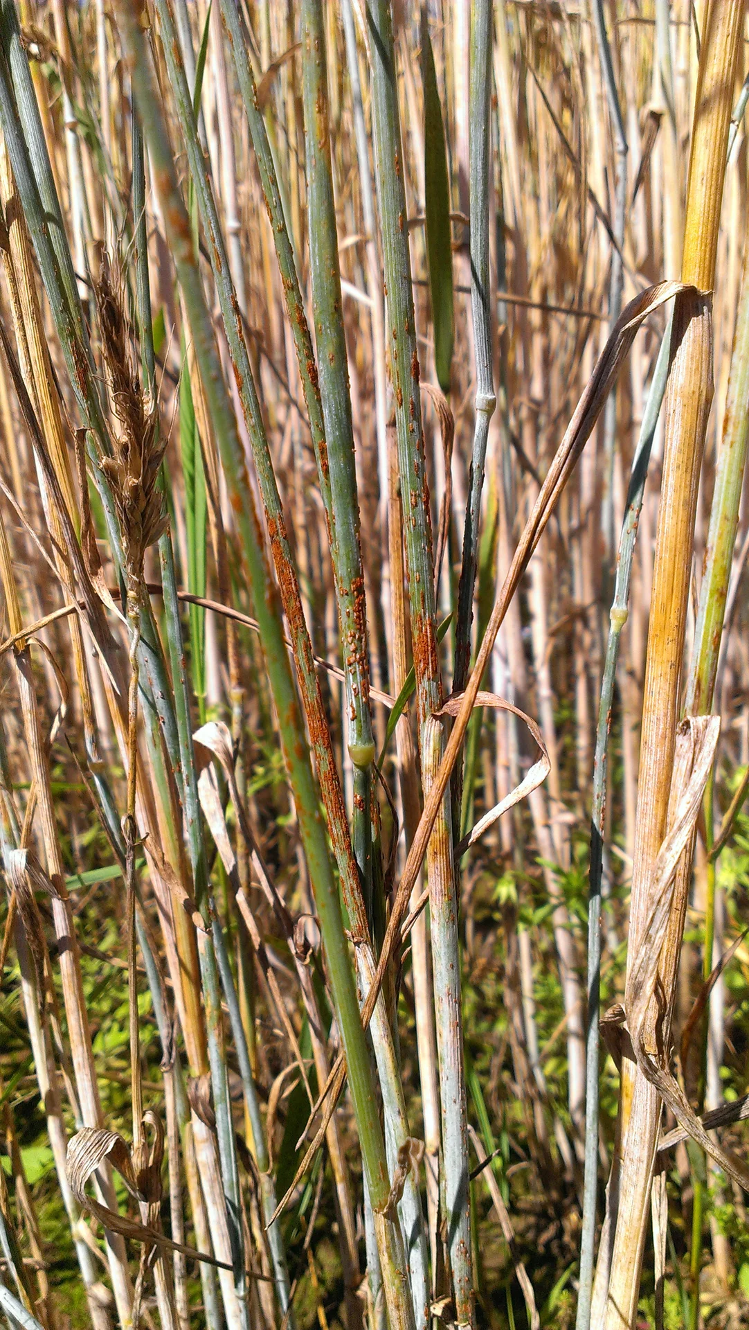 Brick-red, rusty pustules of stem rust erupting along cereal stems in the field