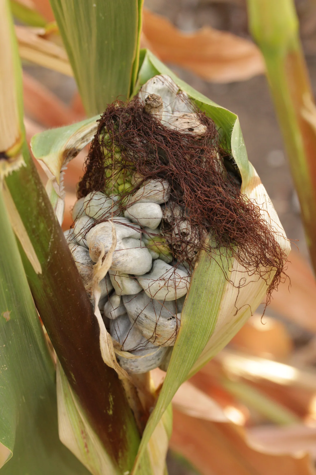 Maize cob turned into a mass of swollen silvery-grey smut galls in place of grain, on the plant in the field