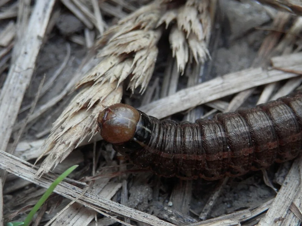 Close-up of a smooth, soft reddish-brown cutworm caterpillar with a glossy tan head, resting among crop residue on the ground — the same reddish-brown colour and body a farmer looks for when hunting the red teff worm at the base of teff plants.