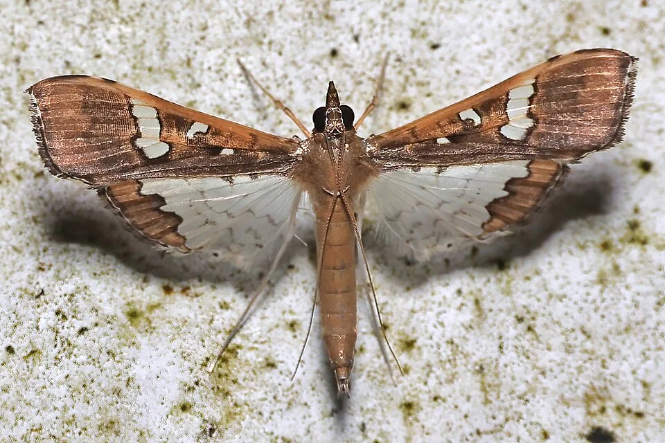 Legume pod borer