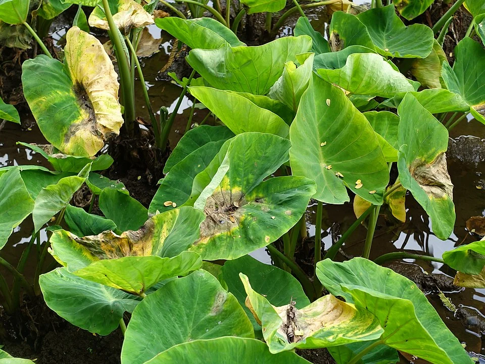 Taro leaf blight