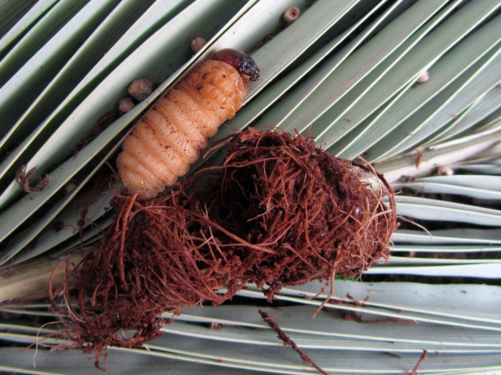 Fat, legless, creamy-orange red palm weevil grub with a hard brown head beside its fibre cocoon on a palm frond