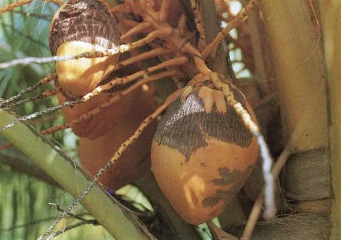 Young coconuts on the palm with brown, corky, cracked scarring caused by coconut mite feeding under the perianth cap