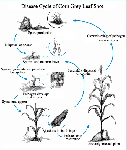Grey leaf spot