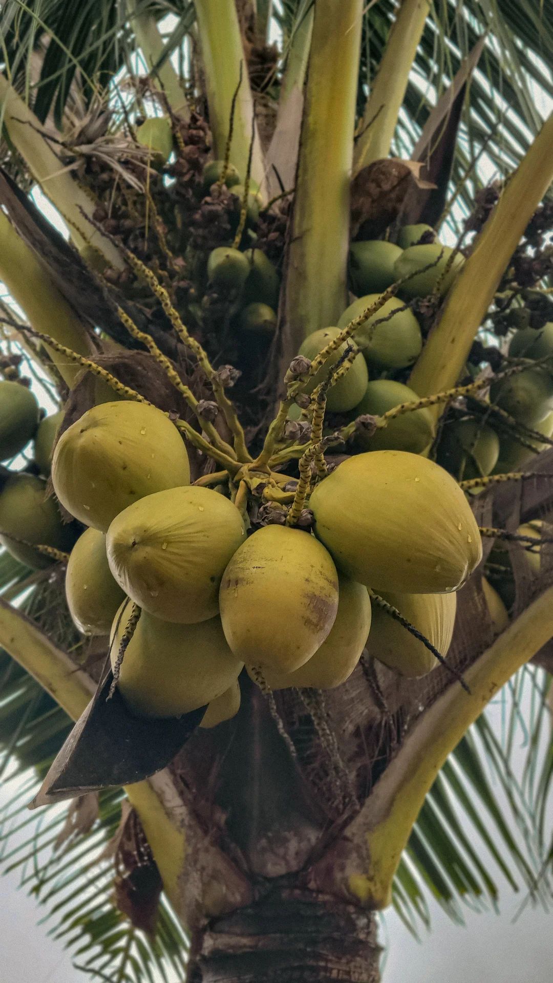 A cluster of green coconuts hanging in the crown of a coconut palm