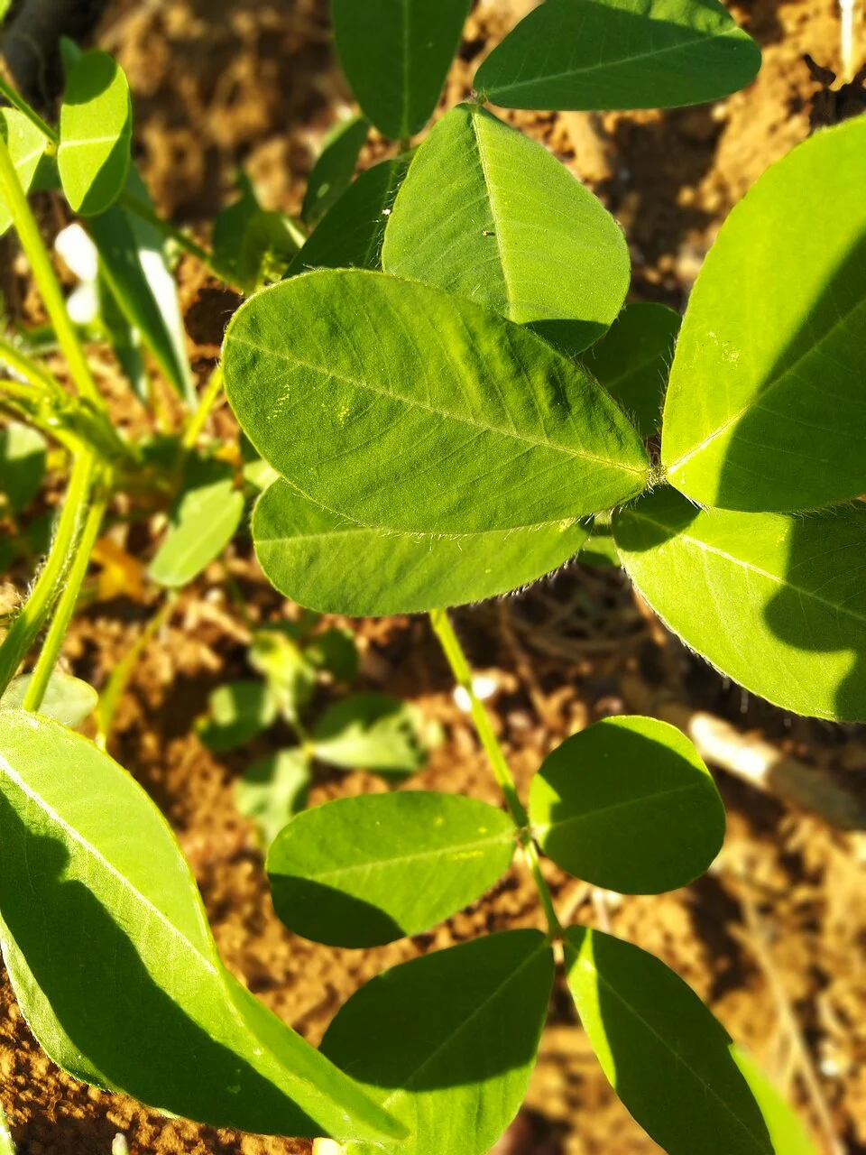 Groundnut