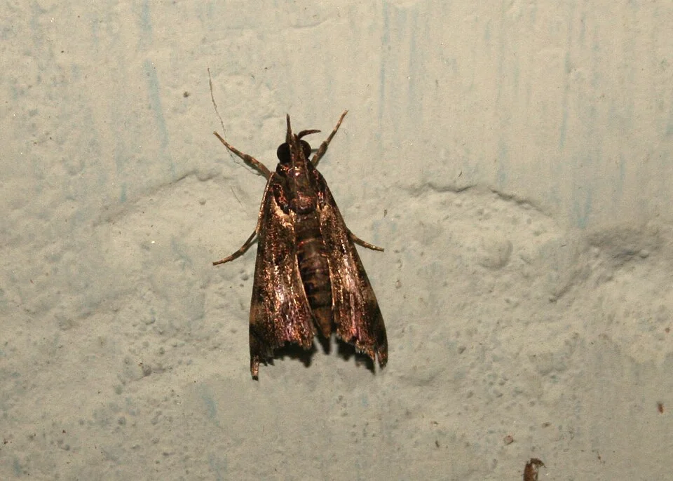 Noorda budworm