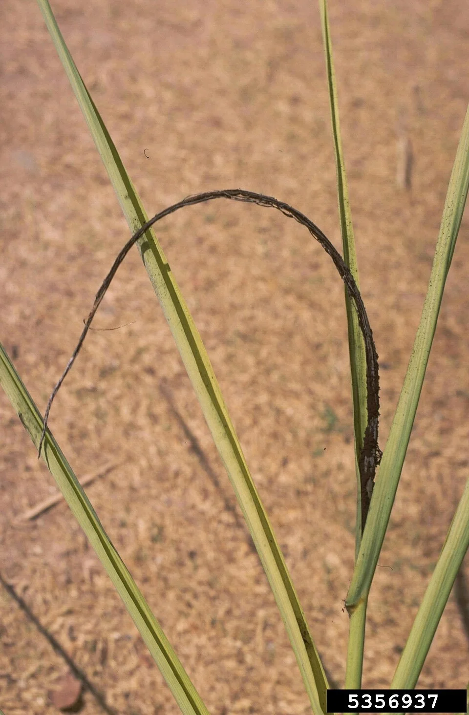 Sugarcane smut
