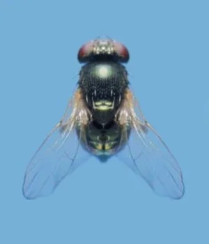 Close-up of an adult pod fly (Melanagromyza obtusa), a small dark fly