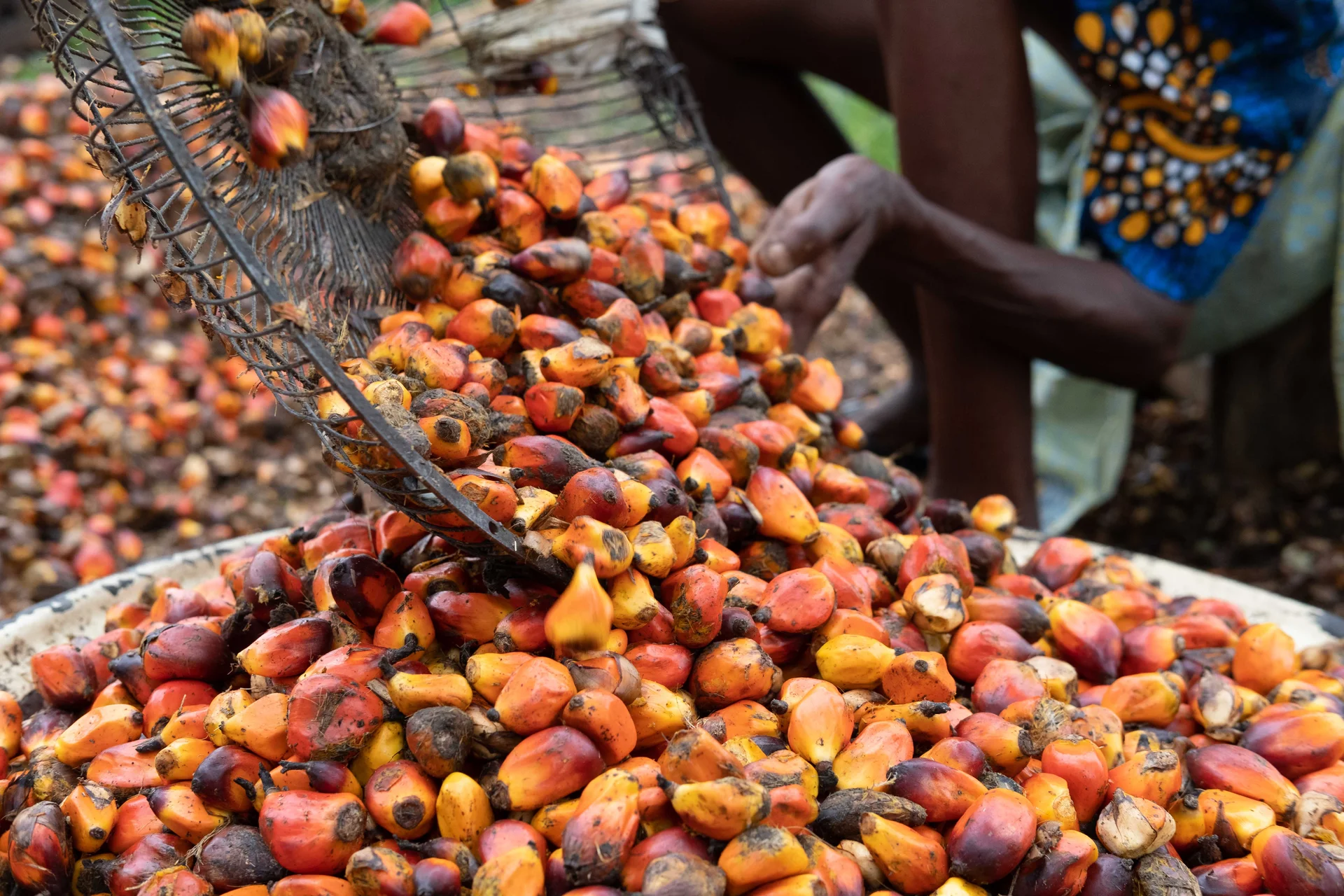 Freshly harvested oil palm fruit — orange-red loose fruits being poured into a basin