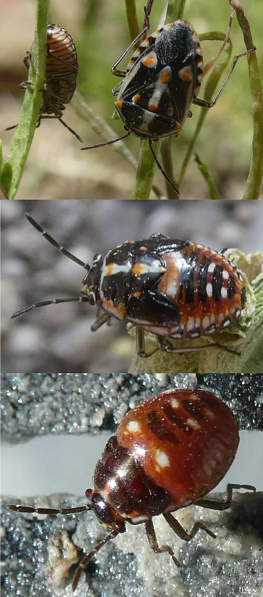 Bagrada bug