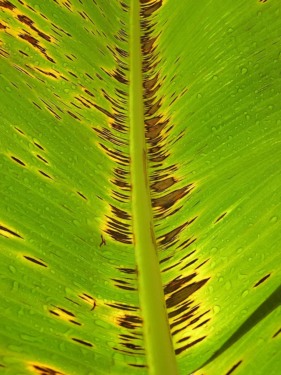 Black Sigatoka