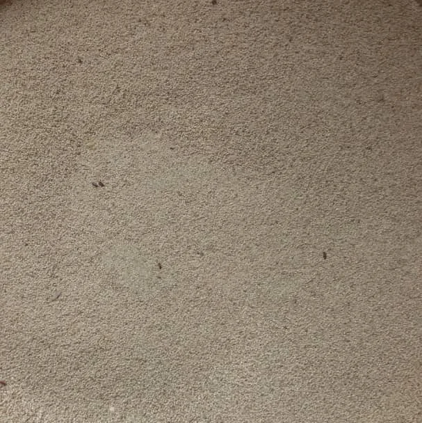 A heap of clean white fonio grain, dust-fine pale cream cereal