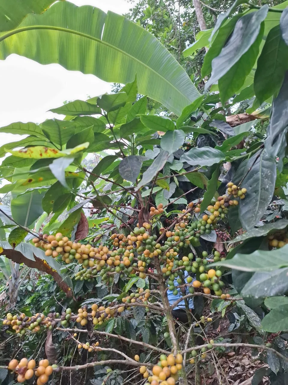 Arabica coffee