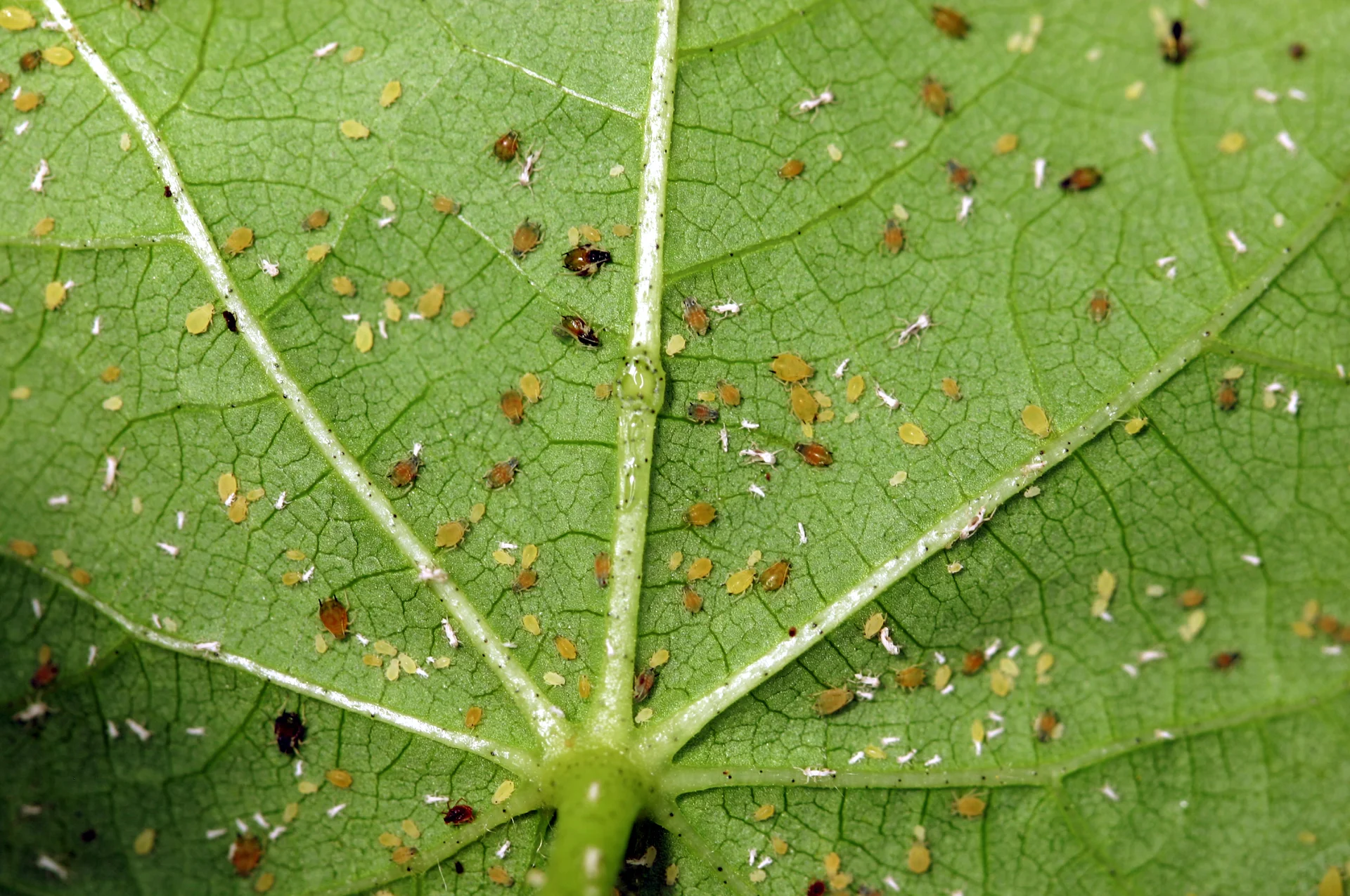 Colony of cotton aphids of mixed yellow-green and brown colour, plus white shed skins, clustered along the veins on the underside of a cotton leaf