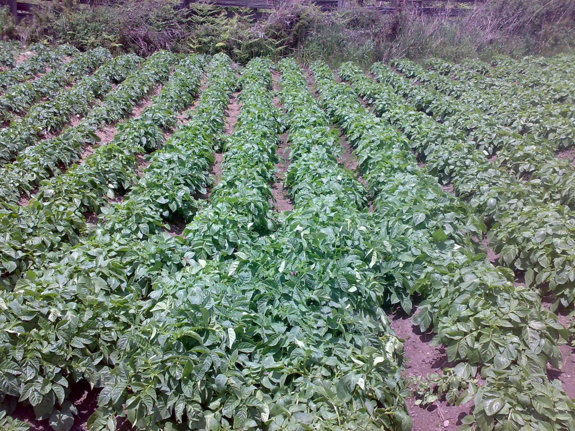 Irish potato plants growing in rows in a field